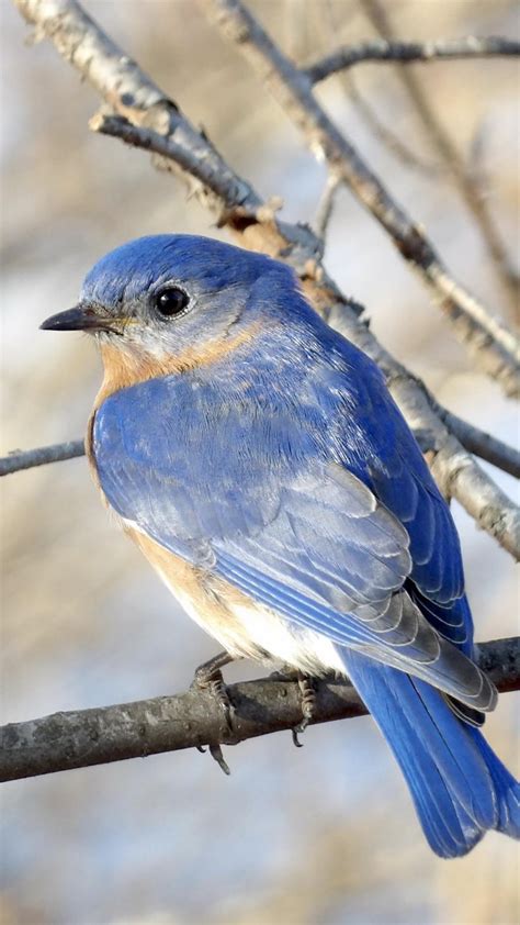 💙💙male eastern bluebird in my backyard 💙💙 sun rise no edit and no enhancement r birding
