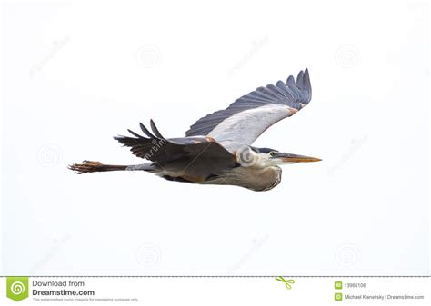 Download Great Blue Heron Clipart For Free Designlooter 2020 👨‍🎨