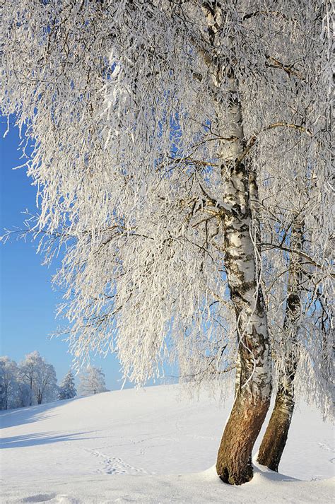 Snow Covered Birch Trees Upper By Andreas Strauss Look Foto