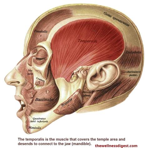 Temporalis Muscle Headaches Head Cheek Teeth Pain The Wellness Digest