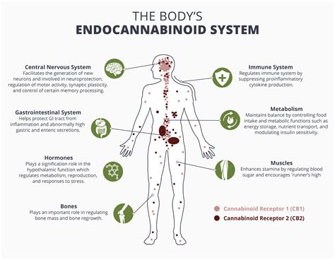 All You Need To Know About Endocannabinoids Alternative Medicine