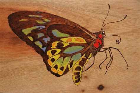 Pyrography Richmond Birdwing Butterfly By