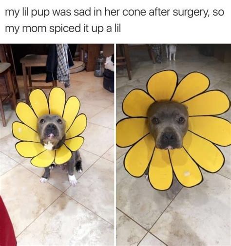 15 Hilarious Animals Rocking The Cone Of Shame Funny Animal Pictures