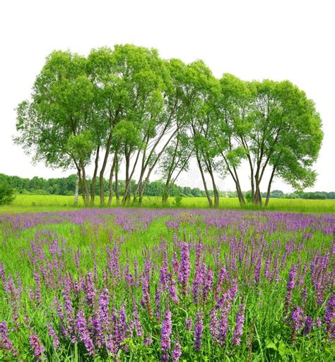Flowering Meadow With Trees Stock Photo Image Of Outdoors Grass