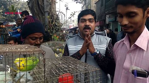 Latest Price Update Of Bird At Galiff Street Pet Market Kolkata India