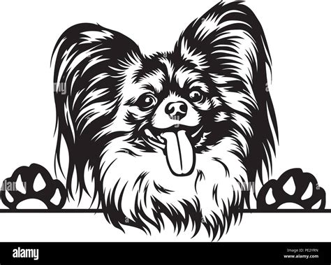 Papillon Dog Dog Breed Pet Puppy Isolated Head Face Stock Vector Image