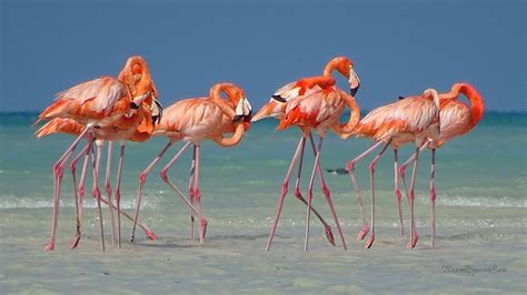 Paddeln Im Paradies Isla Holbox Mexiko Ausflüge Zu Den Flamingos