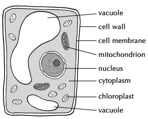 We did not find results for: analogy for cell membrane
