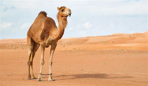 107 Curiosidades Del Camello Datos Interesantes Y únicos