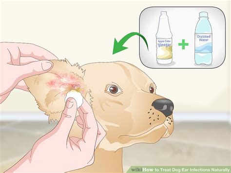 Yeast Dog Ear Infection Picture Petswall
