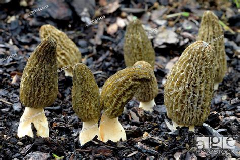 Black Morel Morchella Conica Stock Photo Picture And Rights