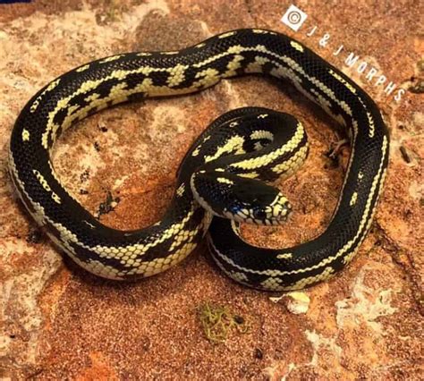 11 Cool California Kingsnake Morphs With Pictures