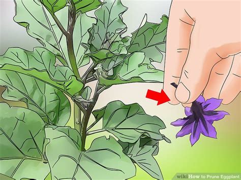 How To Prune Eggplant 10 Steps With Pictures Artofit