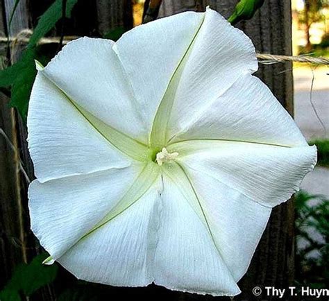 Giant Moonflower Vine Calonyction 10 Seeds Huge White Etsy