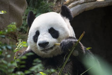 Giant Panda Eating The Bamboo Zoo Singapore Stock Photo Image Of