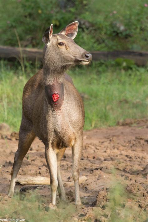 Free Stock Photo Of Brown Deer Female