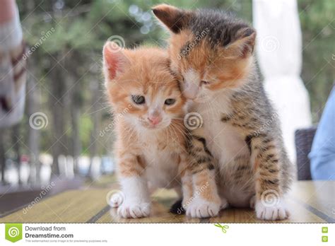 Kittens Stock Photo Image Of Mother Outdoor Brother 70794998