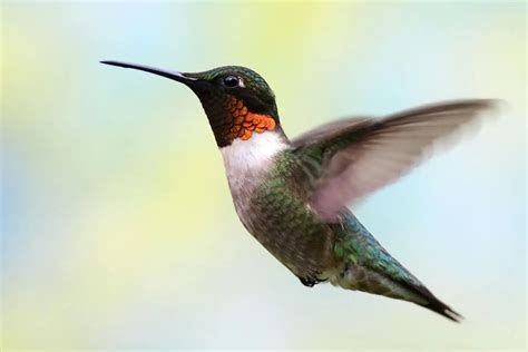 How To Feed Insects To Hummingbirds 5 Easy Tips Bird Feeder Hub