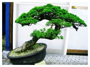 Fine hairlike roots are better for the tree's health than large roots, says bonsai enthusiast fred fassio. Bonsai Care: Basic Guides To Keep Your Bonsai Healthy