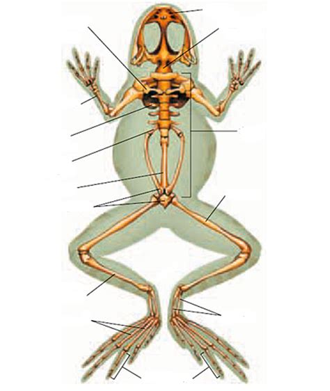 Internal Structures Of A Frog Left Side Diagram Quizlet