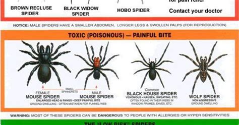 Usa Spider Chart Good To Know Fun In The Sun Pinterest Spider