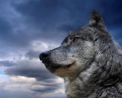 Free Download Wolf Wallpaper Free Wolf Wallpapers Wolf 1280x1024 For