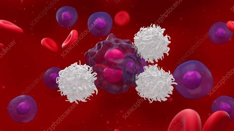 White Blood Cells Attacking Lymphoma Cancer Cell Animation Stock