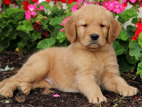 Your veterinarian will be able to spot problems, and will work with you to set up a. Dallas | Golden Retriever Puppy For Sale | Keystone Puppies
