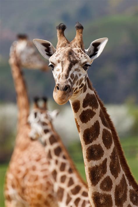 Free Photo African Giraffe Africa Animal Closeup Free Download