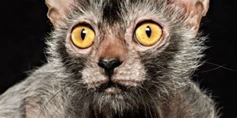 Get a ragdoll, bengal, siamese and more on kijiji only 3 boys left. Lykoi 'Werewolf' Cats Bred In Tennessee | HuffPost UK