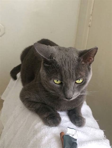 But we found a safe new. Lost Cat Russian Blue in LOS ANGELES, CA - Lost My Kitty