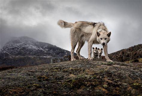 Mother Wolf Protecting Her Cubs Animals Dogs Nature Animals