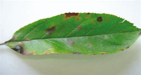 Figure 1 From First Report Of Alternaria Mali Causing Apple Leaf Blotch Disease In Iran