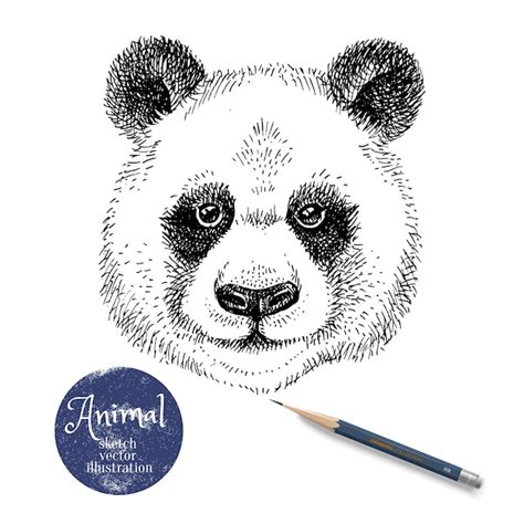 Handgezeichnete Skizze Mit Panda Kopf Illustration Isoliertes