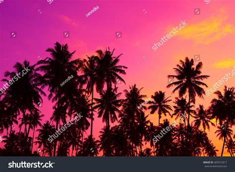Tropical Palm Trees Silhouettes Sunset Stock Photo 407012917 Shutterstock
