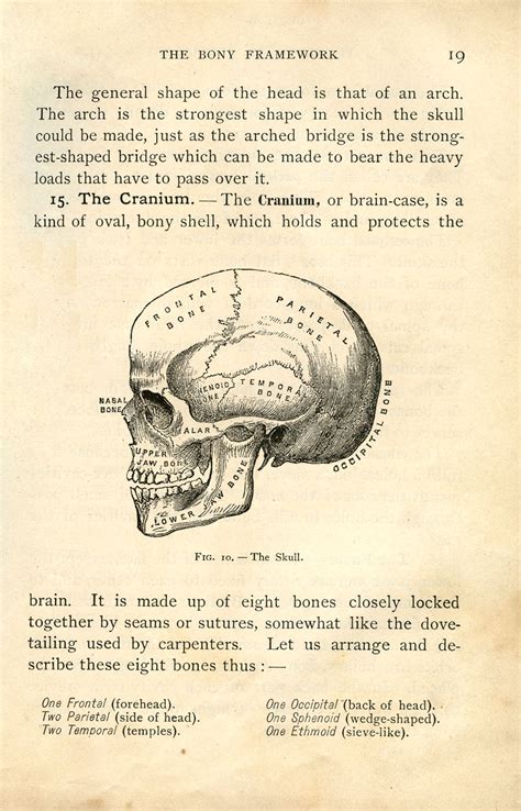 Browse anatomy chart templates and examples you can make with smartdraw. Vintage Halloween Clip Art - Anatomy Skull - Printable ...