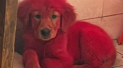 Dog Owner Sparks Outrage By Dying His Puppy Bright Pink To Show Him Off