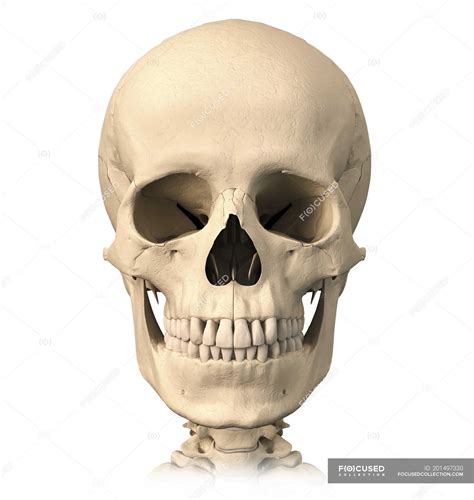 Front View Of Anatomy Of Human Skull Isolated On White Background