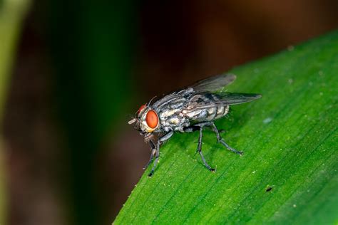 A parasite is an organism that lives on or in a host and gets its food from or at the expense of its host. Parasitas facultativos - Relações ecológicas - Biologia - InfoEscola