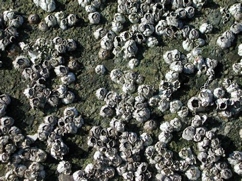 Barnacles Offer Genetic Clues On How Organisms Adapt To Changing