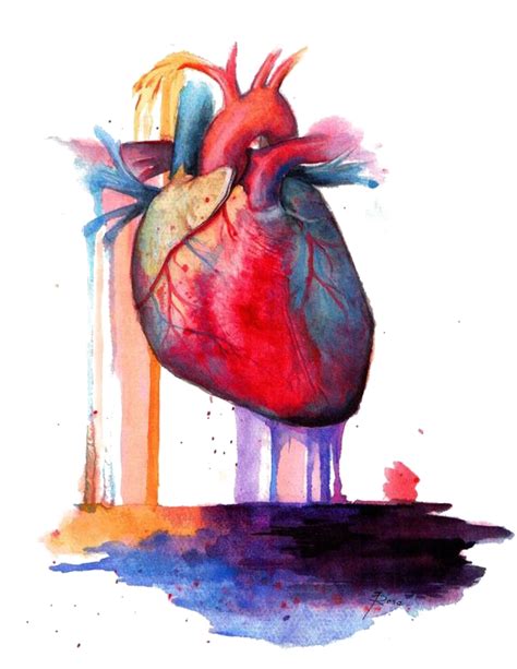 Heart Anatomy Watercolor Painting Heart Png Download 564730 Free