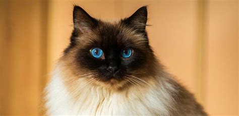 How To Identify A Ragdoll Cat Four Approaches And Lots Of Tips