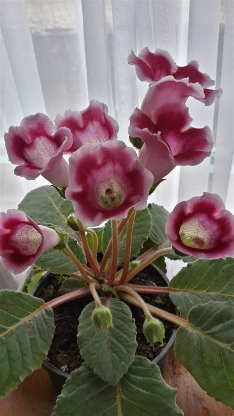 Maybe you would like to learn more about one of these? Fresh Best Flowers for forgiveness - Beautiful Flower ...