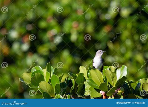 Beautiful Polyphonic Mockingbird Perched On A Branch Of A Tree
