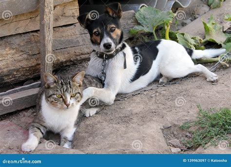 Adorable Dog And Cat Playing Together Stock Image Image Of Care