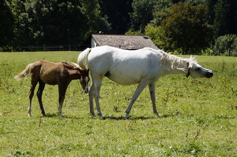 Free Images : grass, meadow, summer, herd, pasture, grazing, stallion