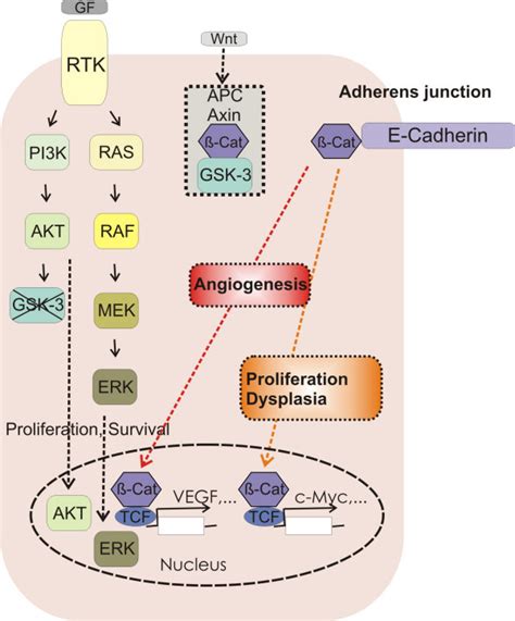 regulation of cell adhesion by ras mapk ras pi3k akt and β catenin download scientific diagram