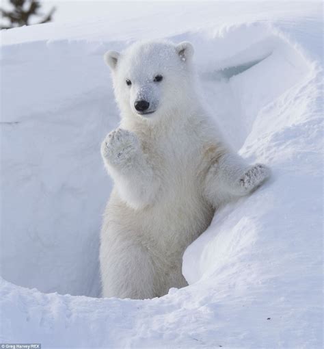 Cub Waves For The Camera As It Emerges From Den In Canada Baby Polar