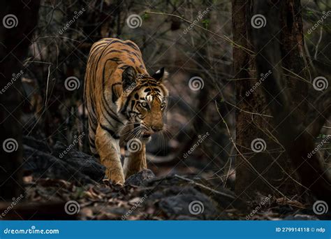 Bengal Tiger Walks Through Forest Towards Camera Stock Photo Image Of