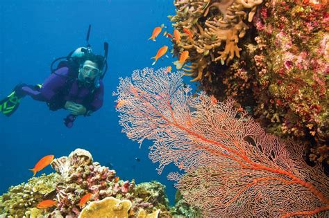 Sea Fan Cnidarian Coral Reefs And Polyps Britannica